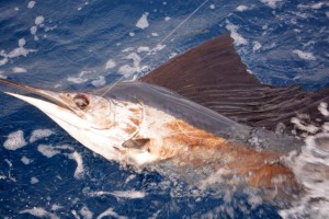 sailfish