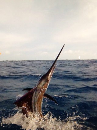 Islamorada Sailfish