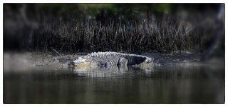 islamorada saltwater crocodile