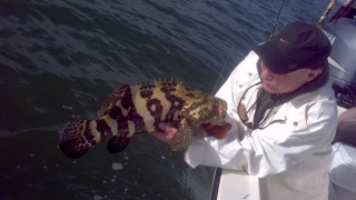 islamorada goliath grouper fishing