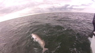 Islamorada gulf redfish