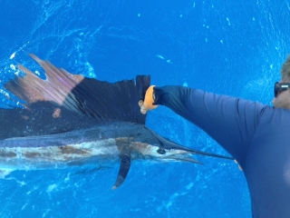 florida keys sailfish