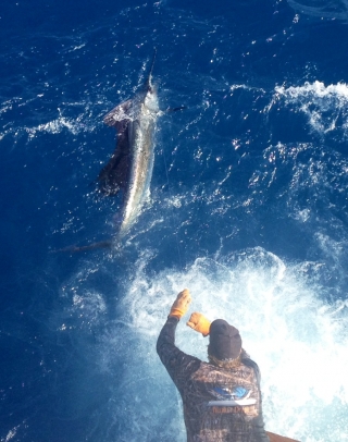 islamorada sailfish