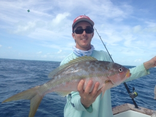 yellowtail snapper