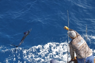 Islamorada Sailfish