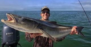 islamorada cobia