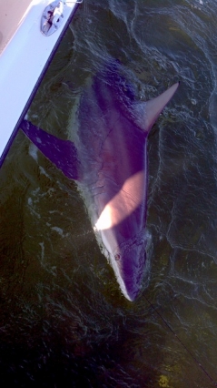 islamorada blacktip shark