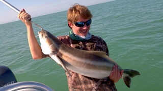 gulf of mexico cobia