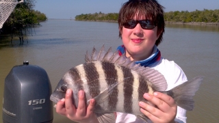 sheepshead florida keys