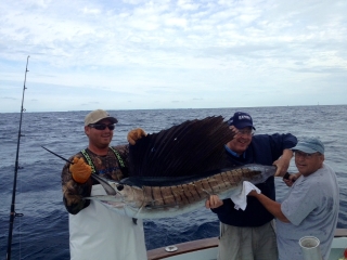 islamorada sailfish