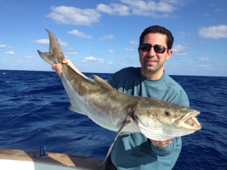 islamorada cobia