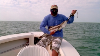 everglades cobia