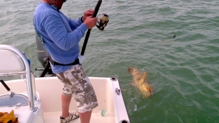 goliath grouper islamorada