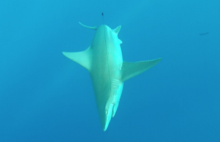 sandbar shark