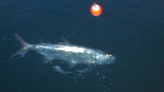 night tarpon fishing