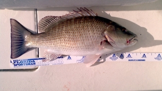 islamorada mangrove snapper