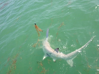 islamorada hammerhead shark