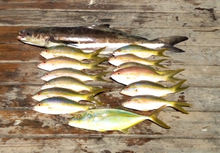 islamorada reef fish