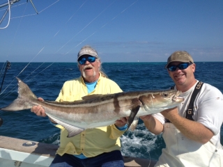 islamorada cobia