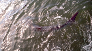 march florida keys tarpon