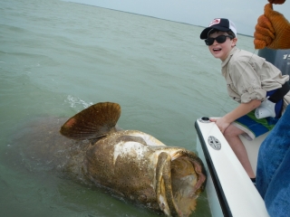 florida keys goliath grouper