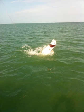 march florida keys tarpon