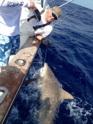 islamorada bull shark