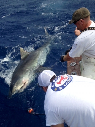 tiger shark islamorada