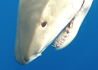 tiger shark head