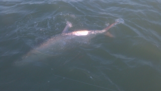 april tarpon fishing islamorada