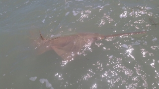 islamorada sawfish