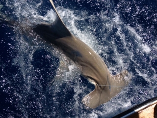 islamorada hammerhead