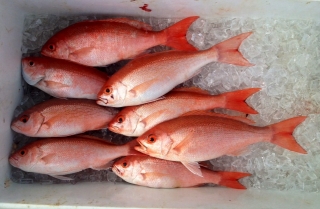 vermillion snapper