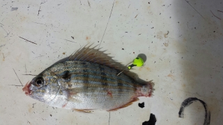 Tail hooked pinfish